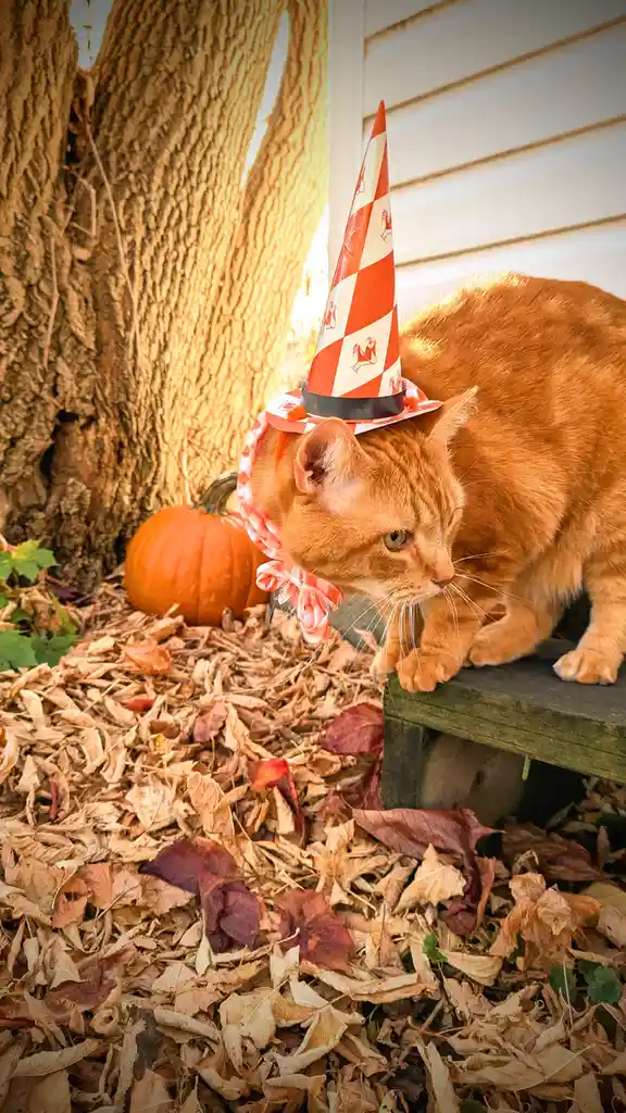 An orange tabby cat wearing a red-and-white striped party hat with rooster patterns and a matching ribbon stands on a wooden…