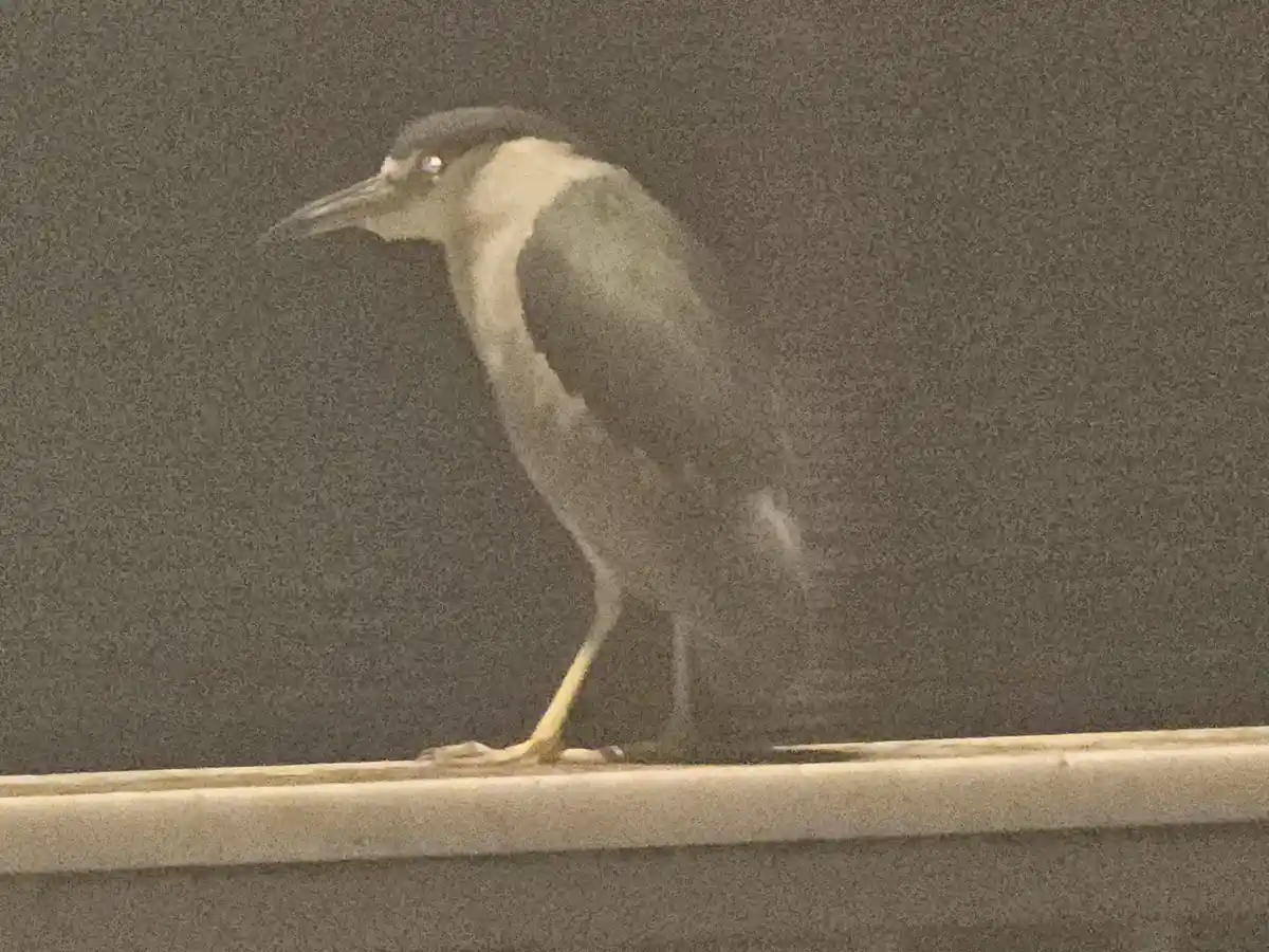 Stunning Black-Crowned Night Heron in Focus