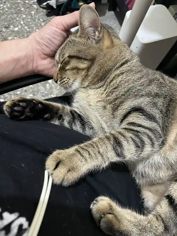 A tabby cat with closed eyes and relaxed posture is being gently petted on the head by a human hand while resting on…