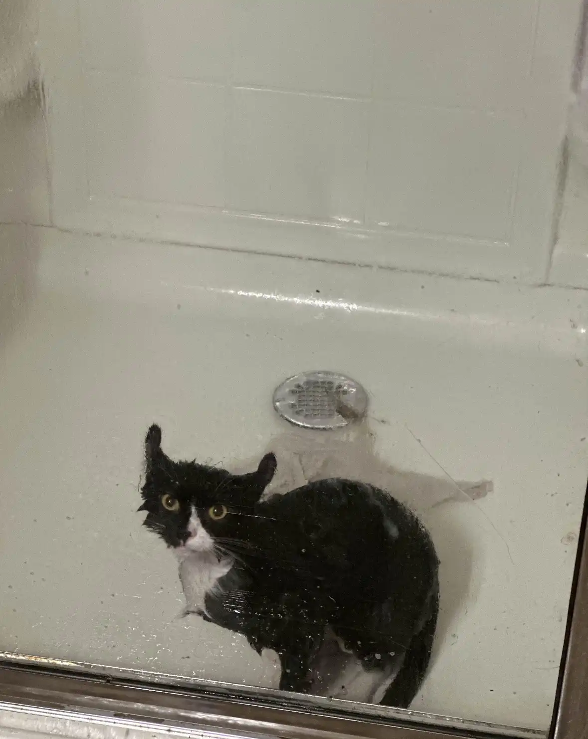A black and white cat with wet fur sits in a shower stall, looking directly at the camera with wide eyes. The cat is…