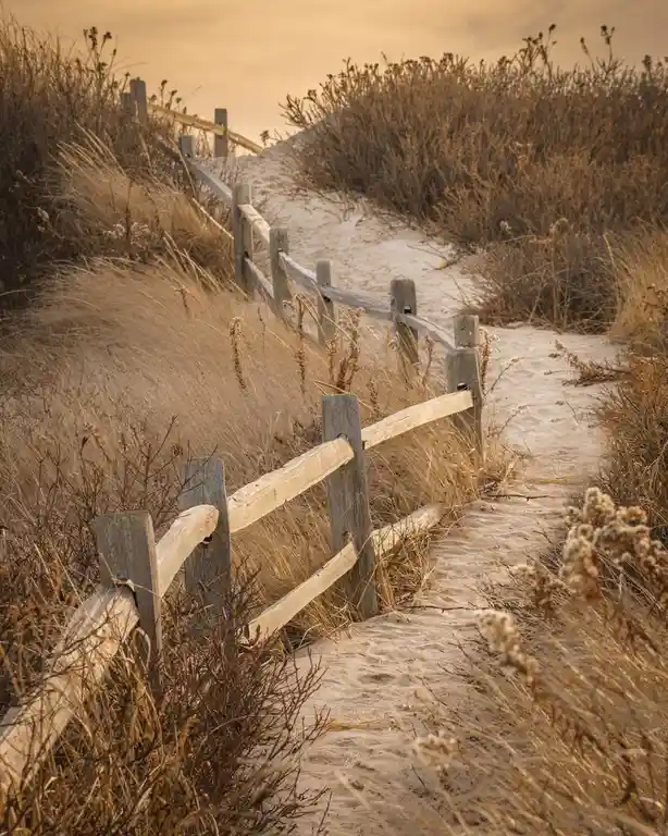 A serene, sunlit photo of a sandy path winding through dunes, flanked by a weathered wooden fence and dry, golden beach…