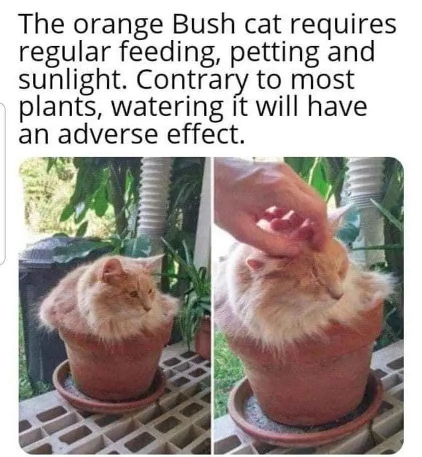 A split image shows an orange cat sitting inside a terracotta flower pot. The left panel shows the cat looking alert, while…