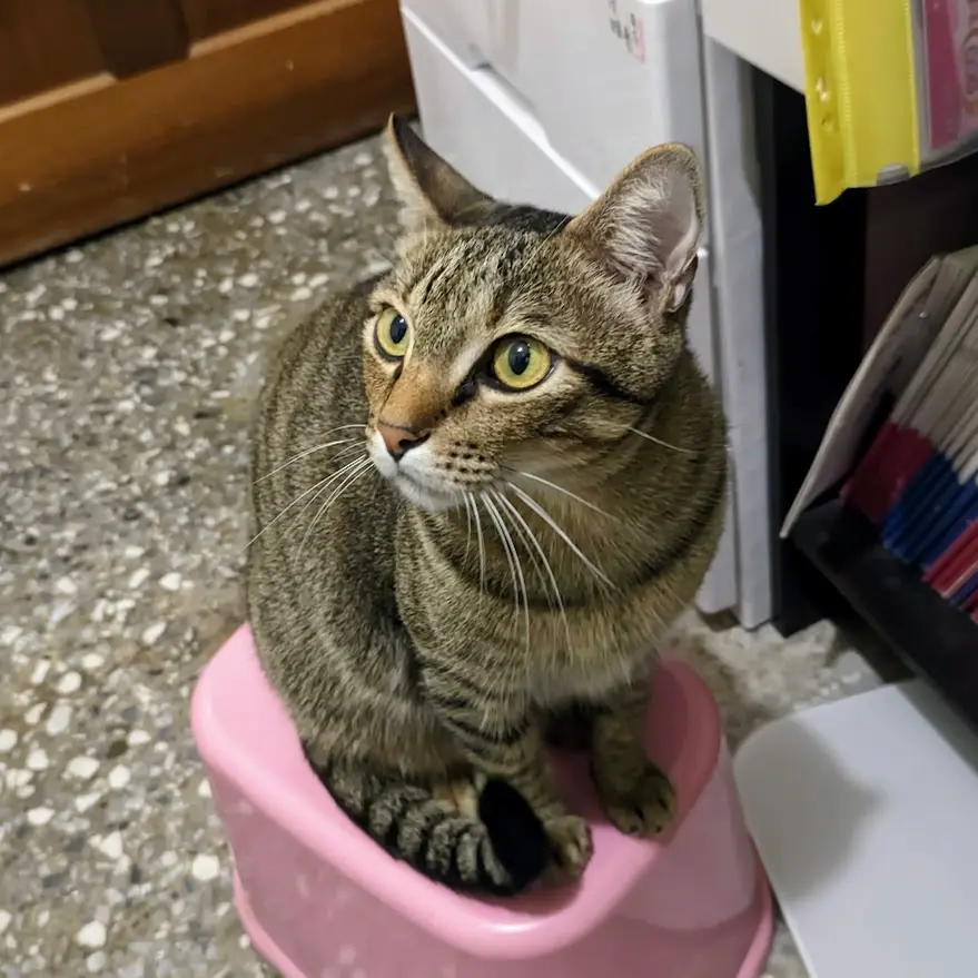 A tabby cat with green eyes sits upright on a small pink plastic stool, looking slightly to the side with a calm, unbothered…