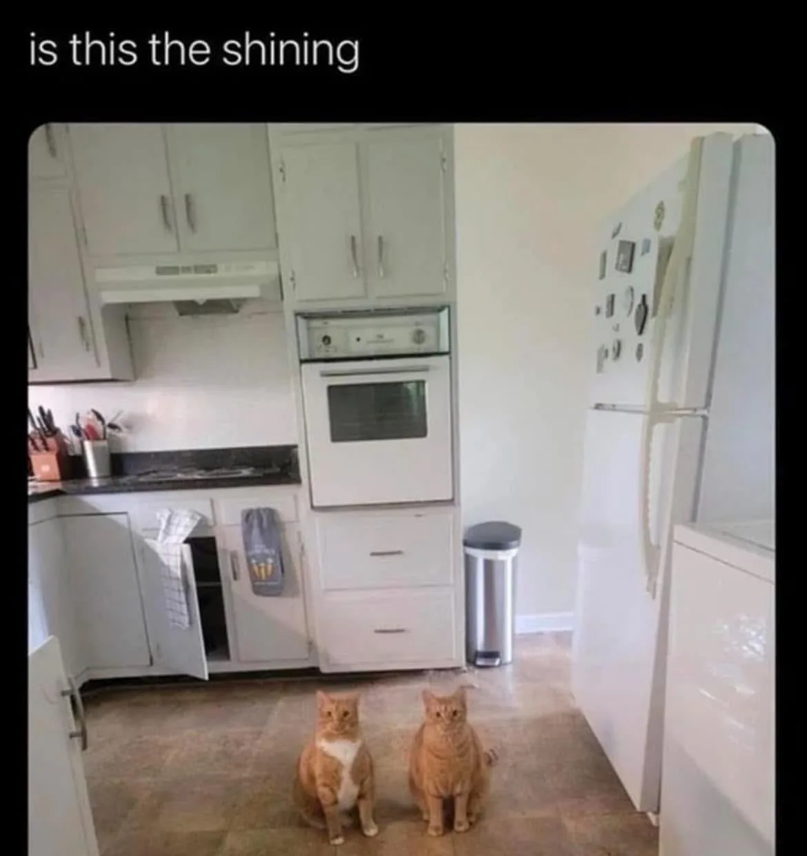 Two orange tabby cats sit upright and stare intently at the camera in a clean, white kitchen with cabinets, a stove, and a…