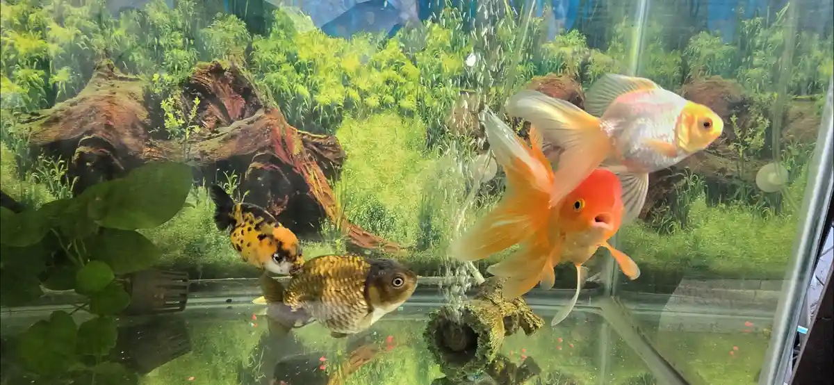 An aquarium photo shows several goldfish, including a large orange one with its mouth open near a bubbler, while smaller…