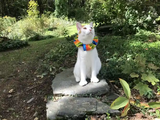 A white and orange cat sits upright on a stone path in a lush green garden, wearing a colorful rainbow-patterned collar. The…