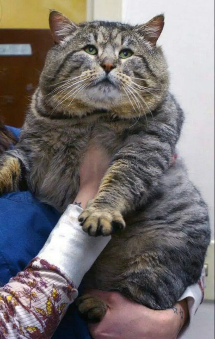 a very overweight tabby cat with green eyes is being held by a person wearing a patterned shirt and a white cast on their…