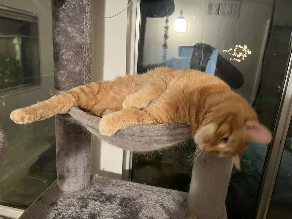 An orange tabby cat is lounging on a grey cat tree platform, stretched out with one paw dangling over the edge. The cat's…