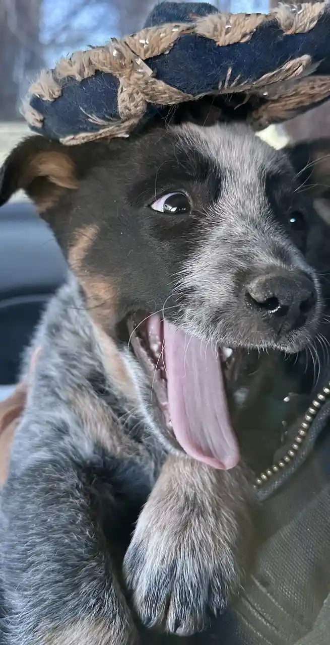 A close-up photo of a black, tan, and grey puppy with its mouth open and tongue out, wearing a small, worn blue sombrero…