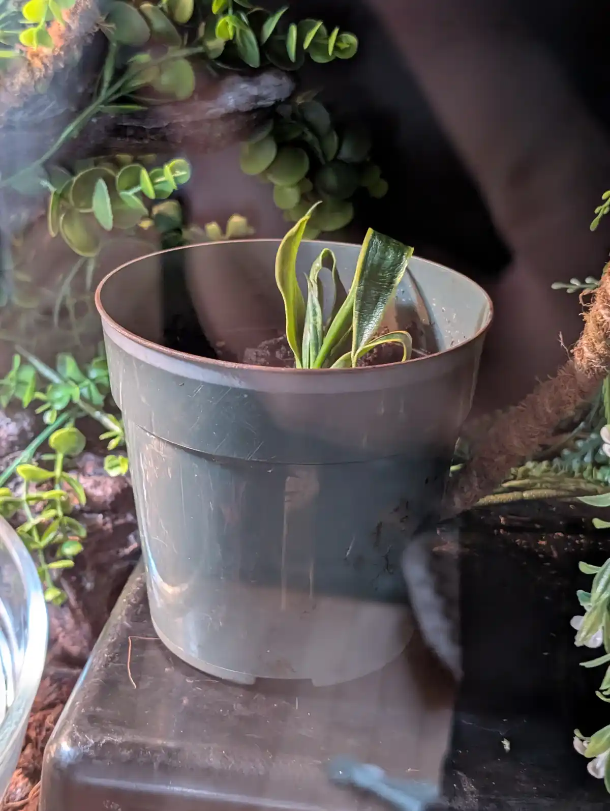 A small green plant with drooping, curled leaves sits in a gray plastic pot inside what appears to be a terrarium or plant…