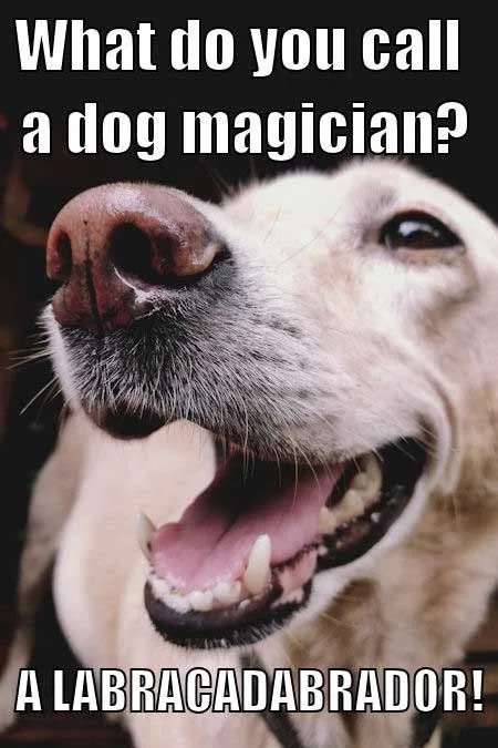 A close-up photo of a light-colored dog with its mouth wide open, showing teeth and tongue, looking upward. White bold text…