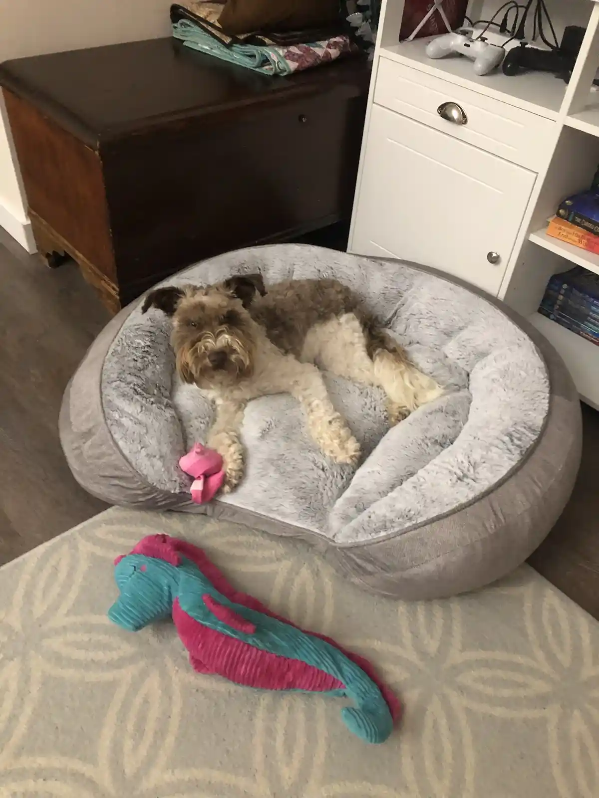 A scruffy, brown-and-white dog lies sprawled lazily in a large, plush grey dog bed, one paw resting on a small pink toy…