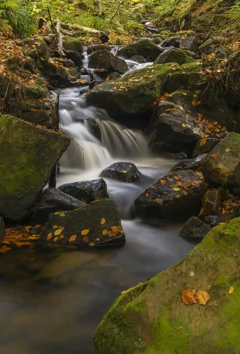 A long-exposure photograph of a forest stream flowing over mossy rocks with fallen autumn leaves scattered around. The water…