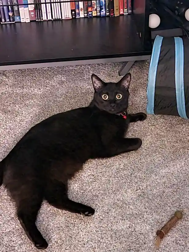 Nyx's fashion critique: "What on earth are you wearing?!?"