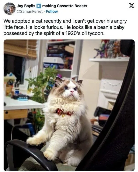 A fluffy, long-haired cat with a white face and brown markings sits upright on the armrest of a black office chair, looking…