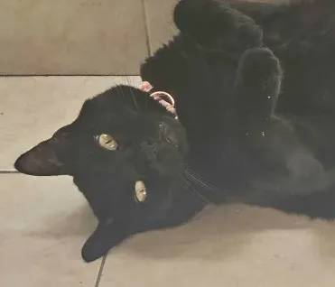 a black cat lies on its back on a tiled floor, looking up with wide yellow eyes, one paw raised near its face, wearing a…