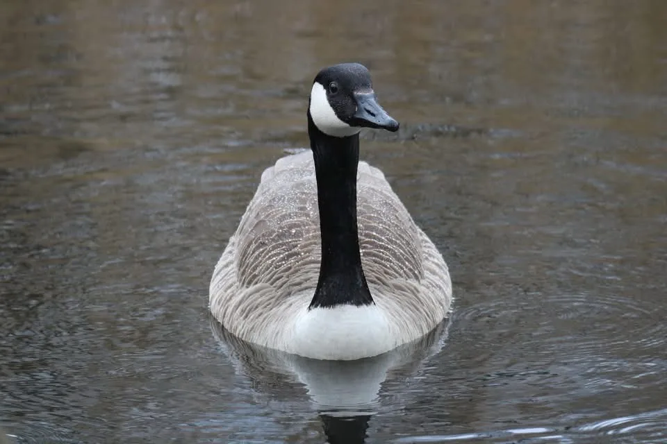 A canadian goose with a black head, white chinstrap, and grey body floats calmly in murky water, its reflection visible…