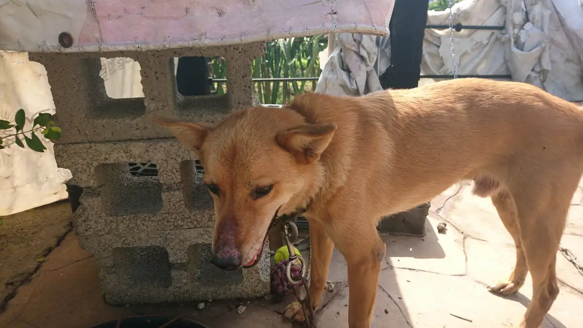 A tan dog with a chain leash stands beside a concrete block structure, looking down with a tired expression. The dog's mouth…