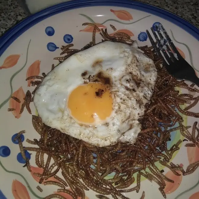 a close-up photo shows a fried egg centered on a bed of brown, segmented worms resembling spaghetti, all on a colorful plate…