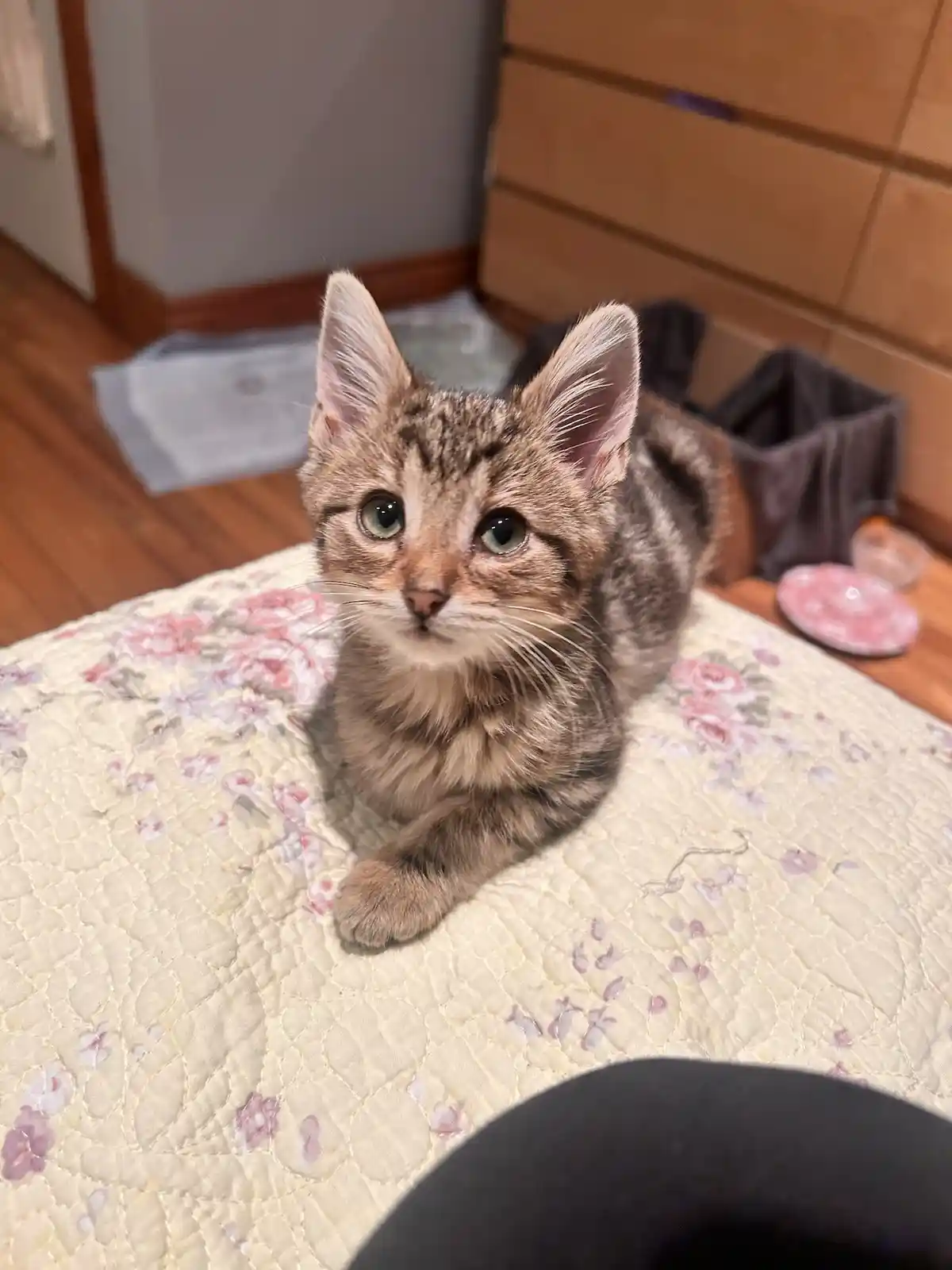 A small tabby kitten with wide, innocent green eyes sits on a floral-patterned quilt, looking directly at the camera with an…