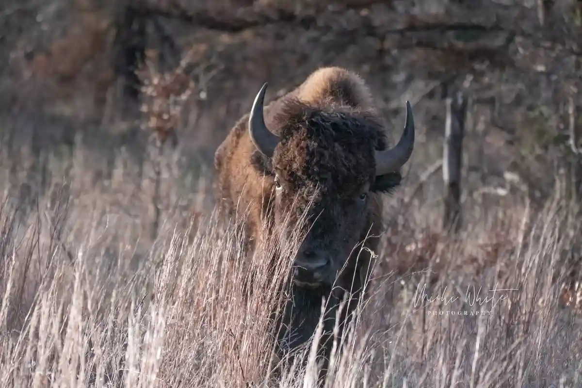 A large, shaggy brown bison with curved horns stands in tall, dry grass, looking directly at the camera. The background is…