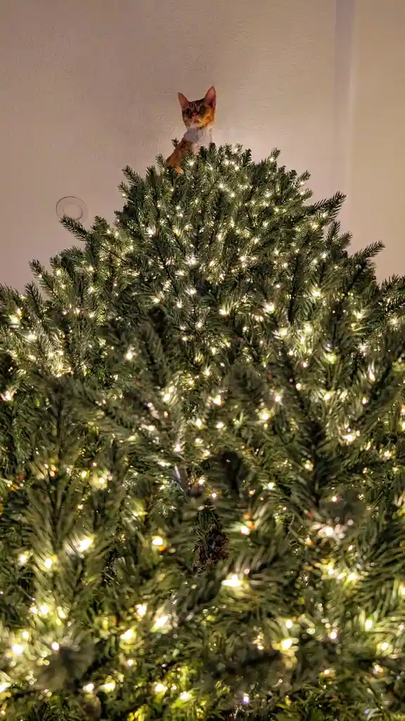 A ginger and white cat sits perched atop a lit-up Christmas tree, looking down with wide, startled eyes. The tree is…