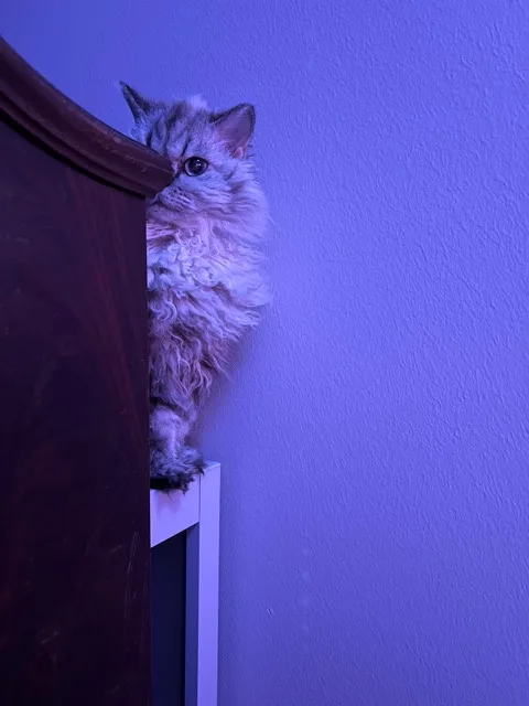 A fluffy, long-haired cat with wide, alert eyes peeks cautiously from behind a dark wooden piece of furniture, standing on a…