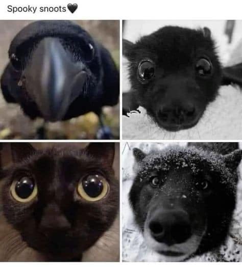A four-panel image collage featuring close-up animal faces: a black crow with a sharp beak, a black baby animal with wide…