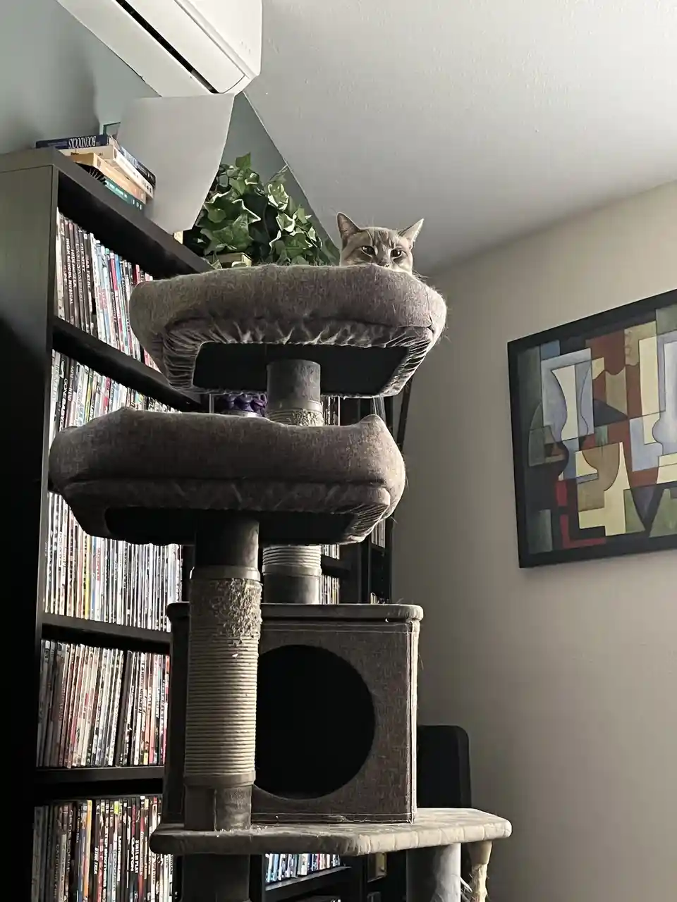 A gray cat sits atop the highest platform of a multi-level cat tree, looking down with a bored expression. Behind it is a…