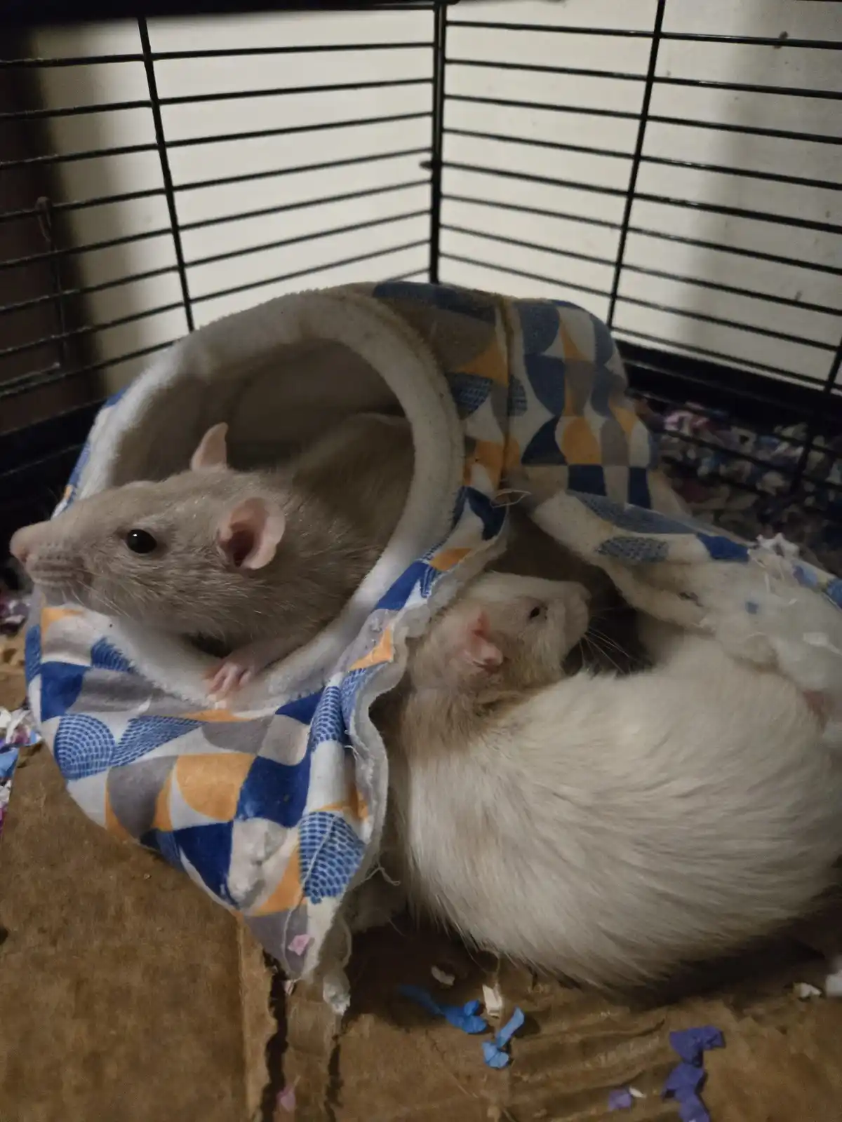 Two small rodents, a light brown rat and a white ferret, are curled up together inside a soft, patterned fabric tunnel…