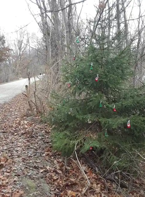 A lone evergreen tree stands beside a leaf-covered dirt path in a wooded area, decorated with numerous small red and green…