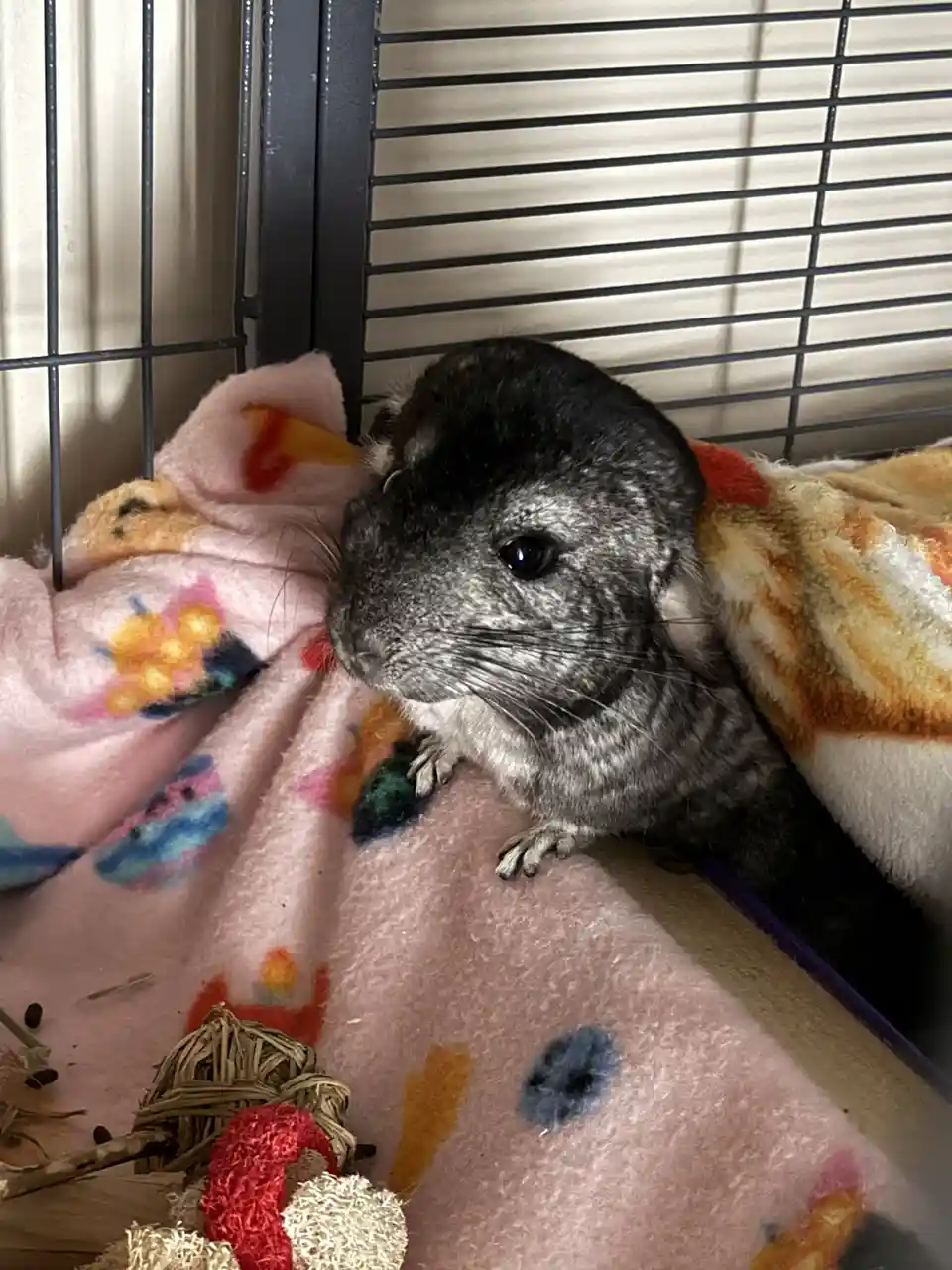 A gray chinchilla with large ears and dark eyes is nestled on a soft, pink blanket with colorful patterns inside a wire…