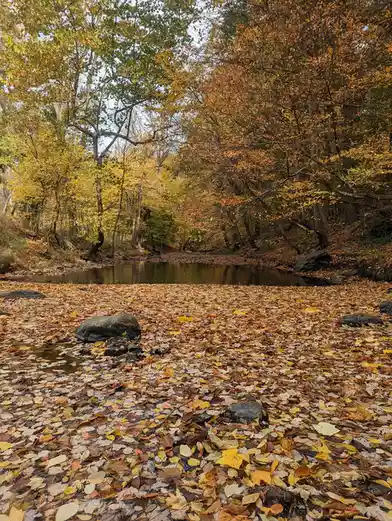A serene autumn forest scene with a shallow stream covered in fallen yellow and orange leaves, surrounded by trees with…