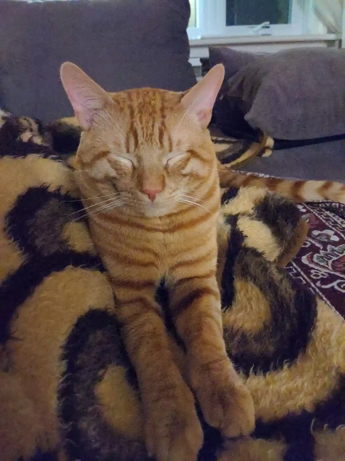 An orange tabby cat with closed eyes and a serene expression is sitting on a patterned blanket, appearing deeply relaxed or…