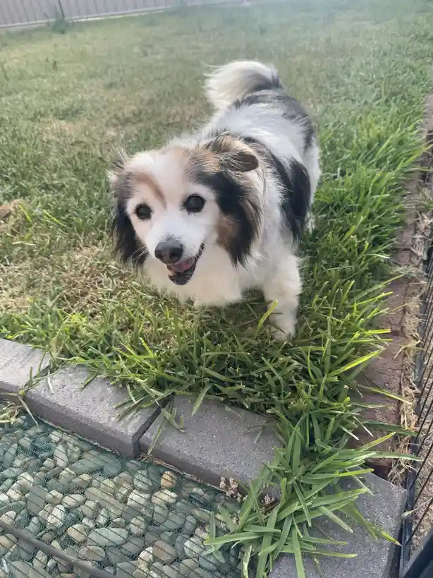 A small, fluffy dog with black, white, and tan fur stands in a grassy yard, looking up at the camera with a happy…