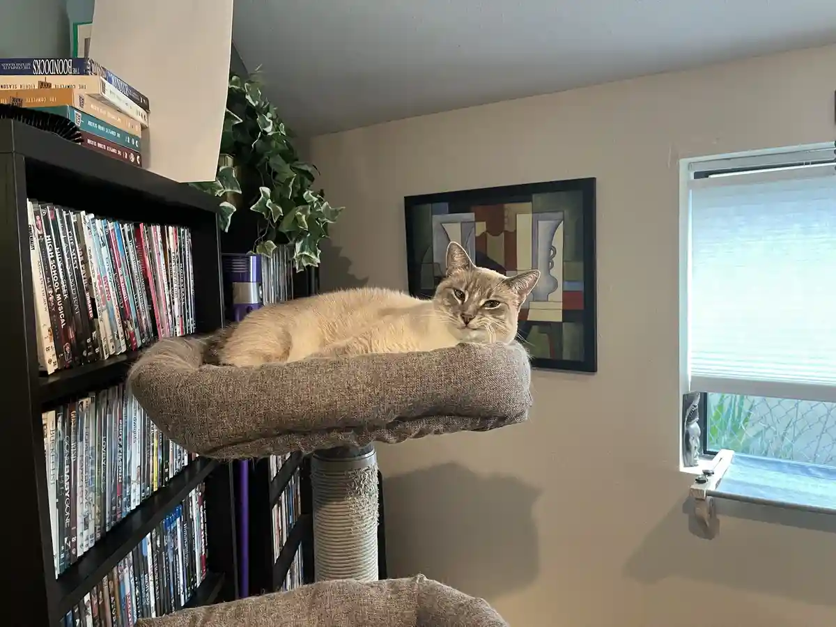 A light-colored cat lounges on a high, cushioned perch next to a bookshelf filled with DVDs and books. The cat stares…