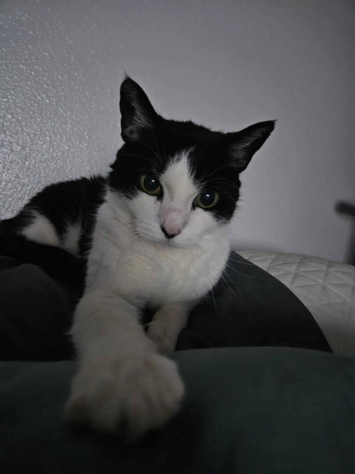 A black and white cat with green eyes stares intently at the camera while resting on a dark surface, its front paw extended…