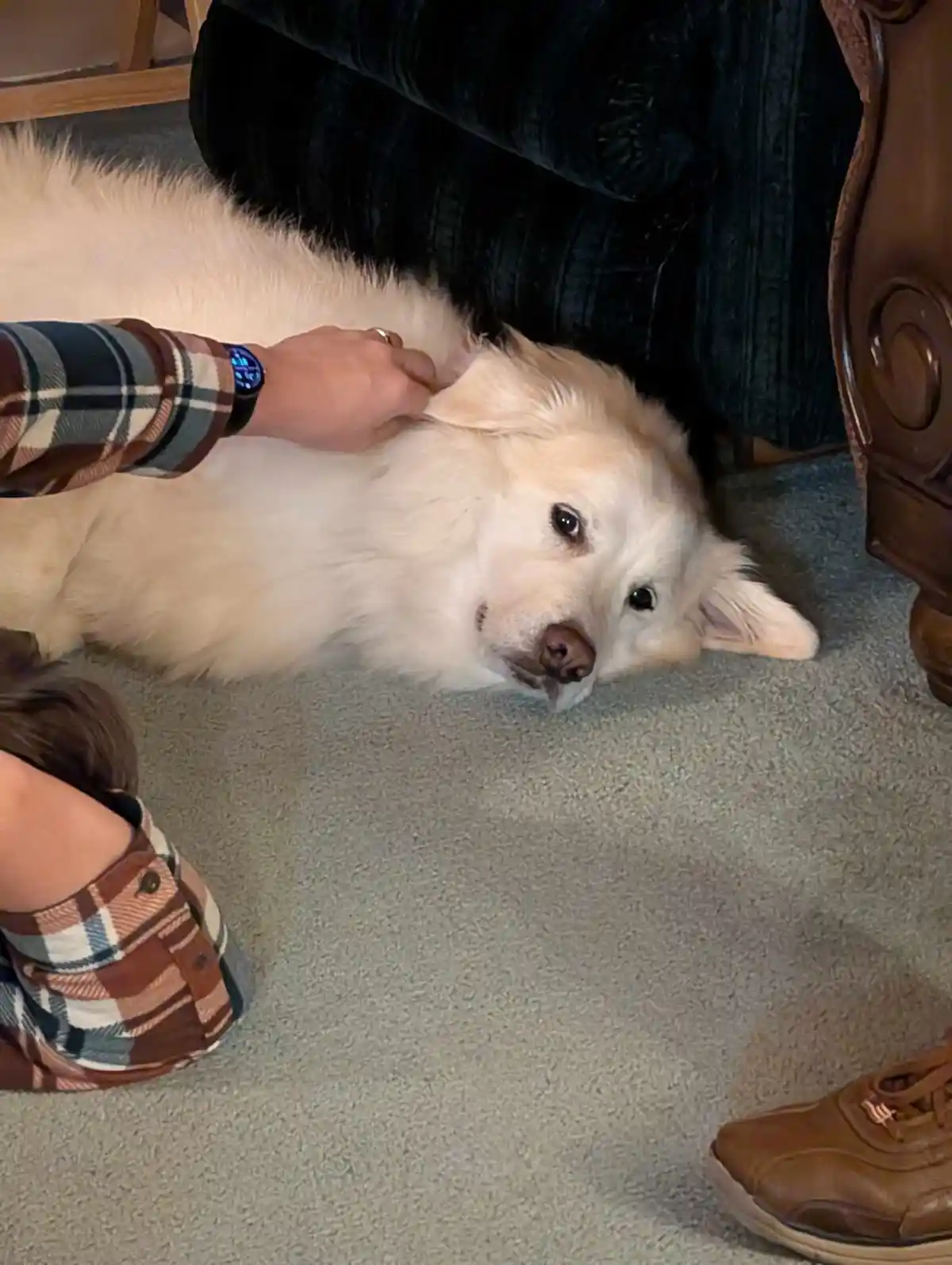 A fluffy white dog lies on a carpeted floor, looking up with a sad, disappointed expression while a person in a plaid shirt…