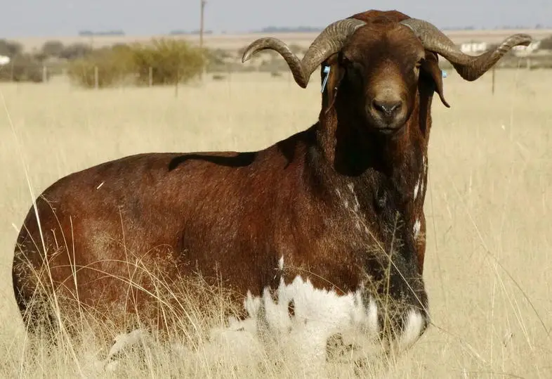 A large brown goat with prominent curved horns and a white underbelly stands in dry grass, looking directly at the camera…