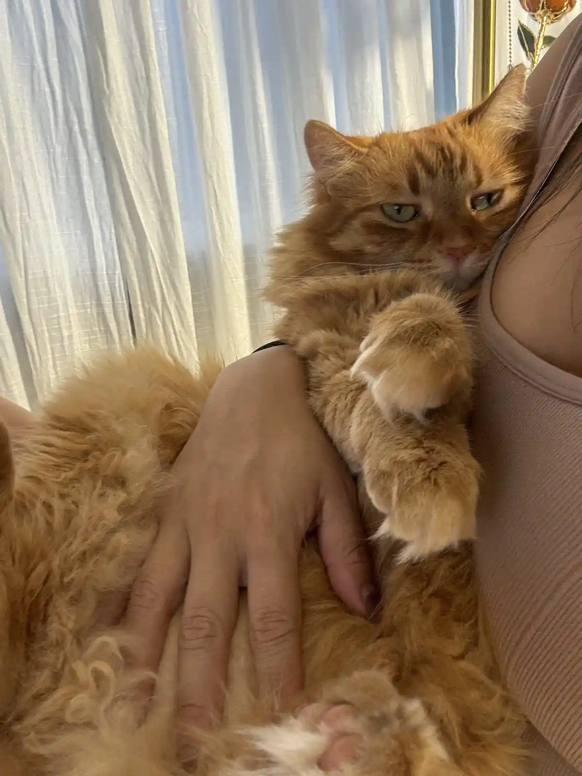 A fluffy orange tabby cat is being held by a person, looking directly at the camera with a bored, unimpressed expression…