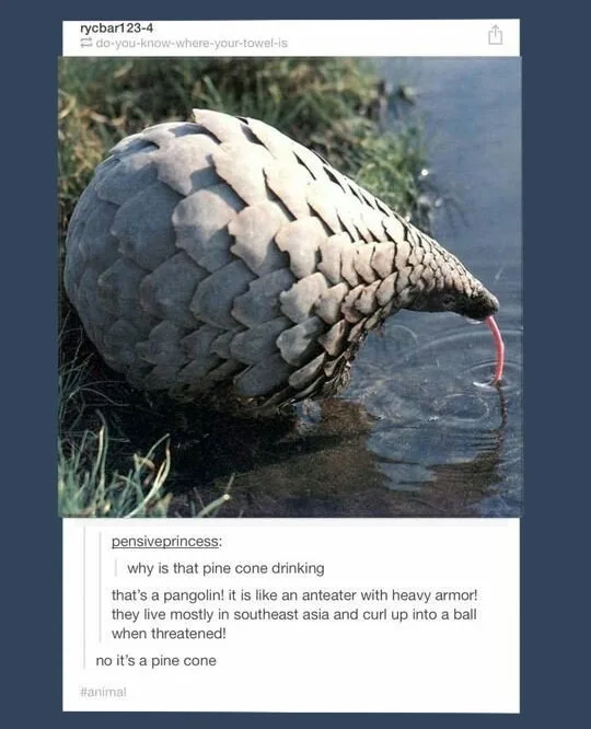 A pangolin, covered in protective scales, is shown drinking water with its long pink tongue extended. Overlaid text mimics a…