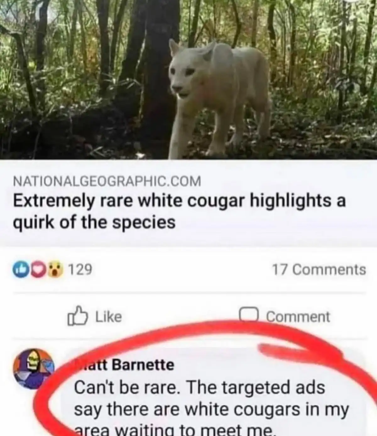 A screenshot of a National Geographic Facebook post showing a white cougar in a forest, with a comment by Matt Barnette…