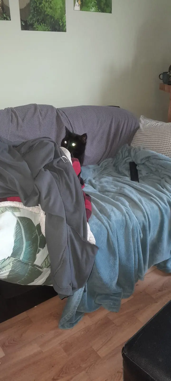 A black cat peeks out from behind a pile of blankets and clothes on a couch, its eyes glowing green from the camera flash…