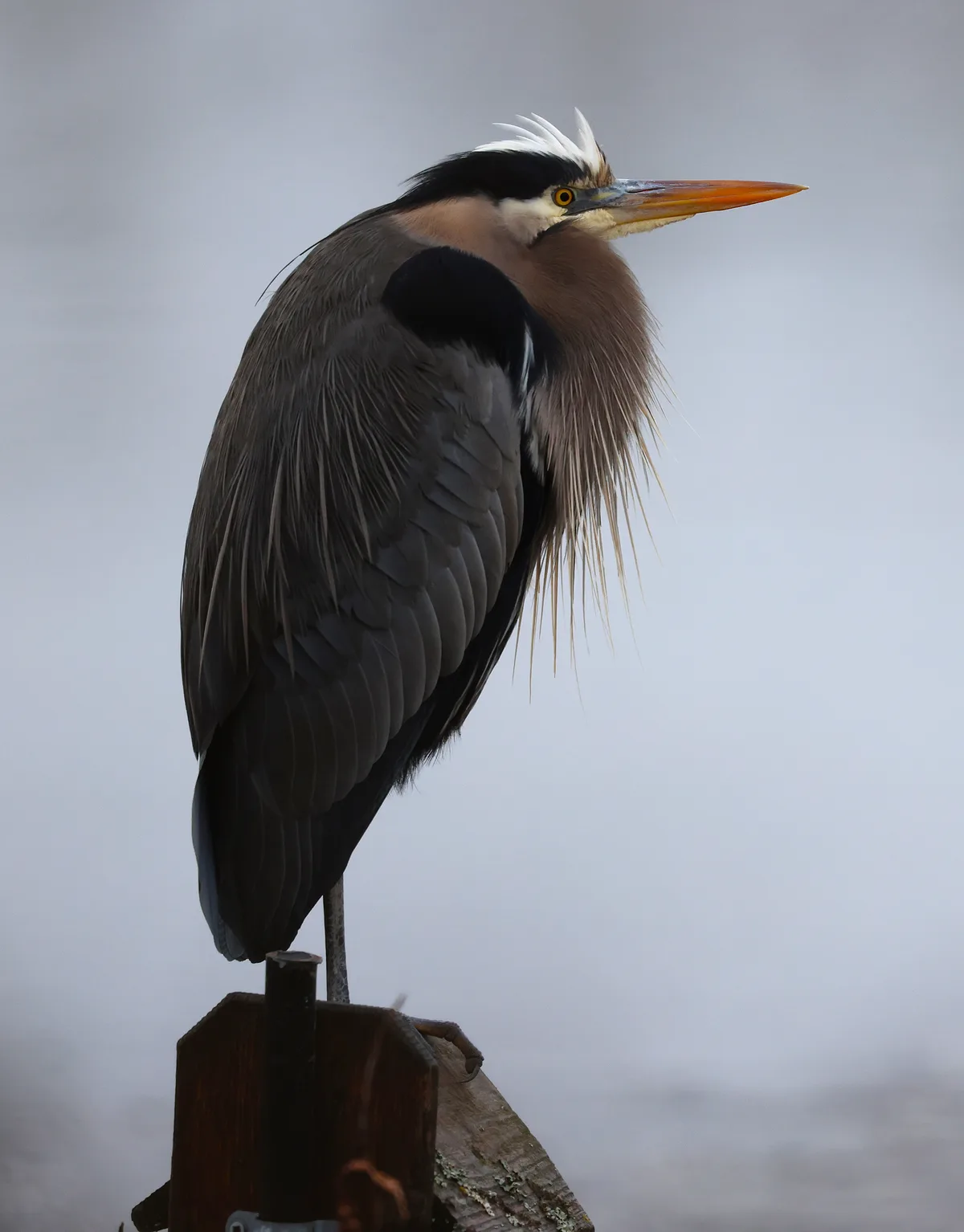 A great blue heron stands perched on a wooden post against a foggy background, its head slightly tilted and eyes looking off…