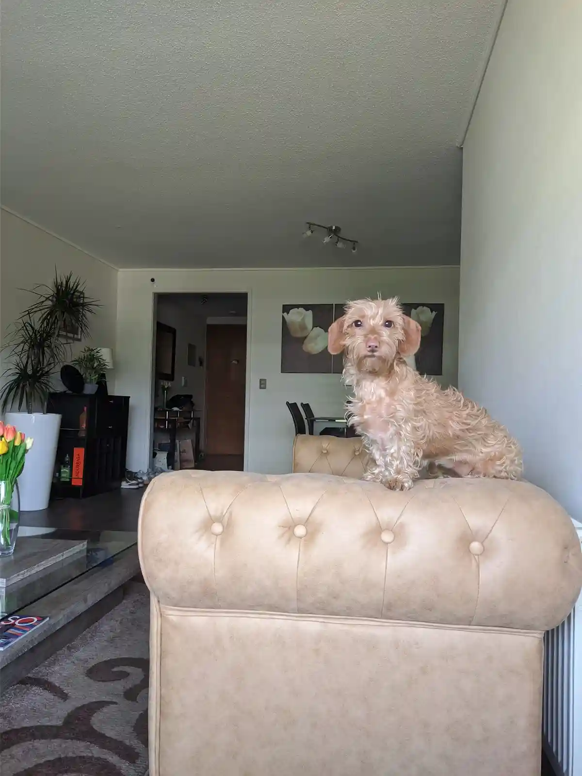 Meet My Adorable Dog Mily: The Cutest Companion