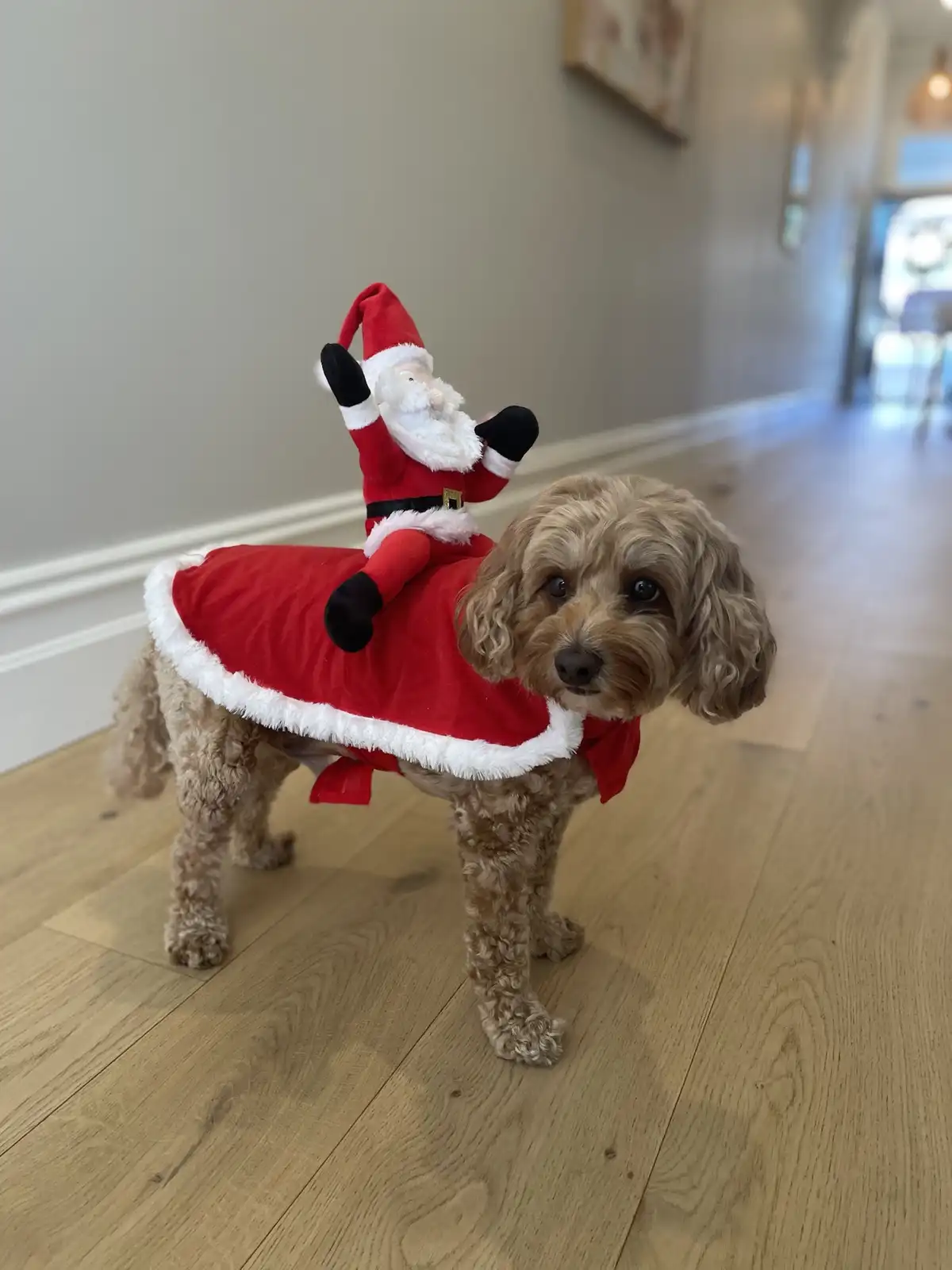 A light brown, curly-haired dog wearing a red Santa suit with white trim stands on a wooden floor, looking at the camera. A…