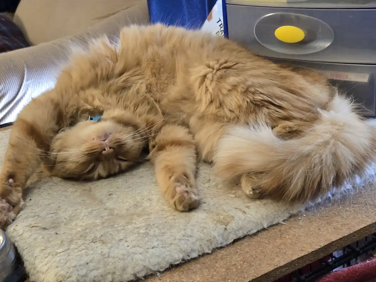 A fluffy orange cat is sleeping soundly on its back on a beige mat, with its paws up and eyes closed. The cat's fur is long…