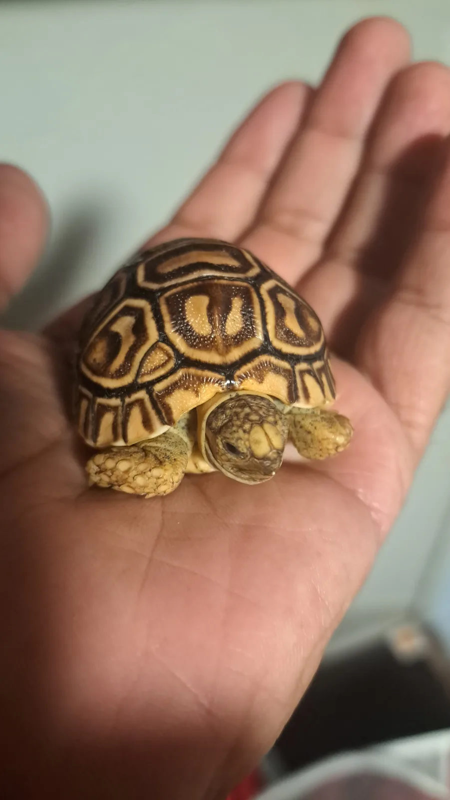 A small, patterned tortoise with a yellow and brown shell sits calmly in the palm of a person's hand, looking directly at…