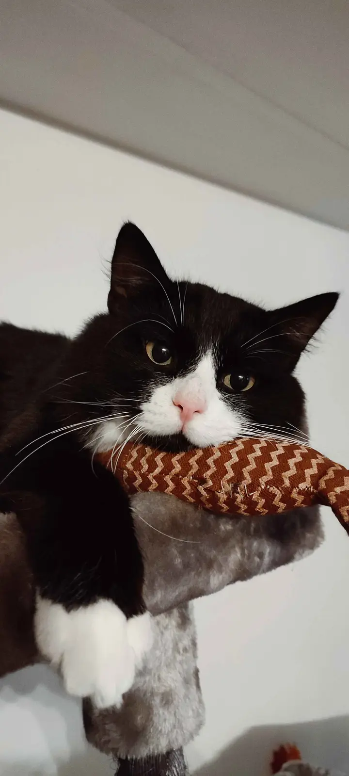 A black and white cat with a stern, unamused expression sits on a gray cat tree, holding a brown zigzag-patterned fabric toy…