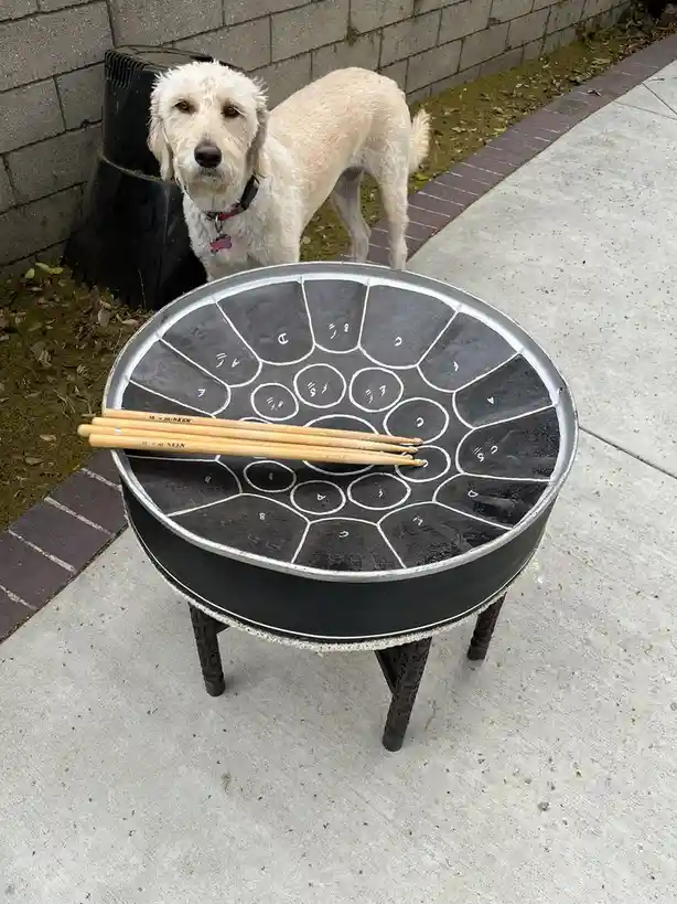 A light-colored dog stands behind a steel drum placed on a concrete patio, looking directly at the camera. The drum has…